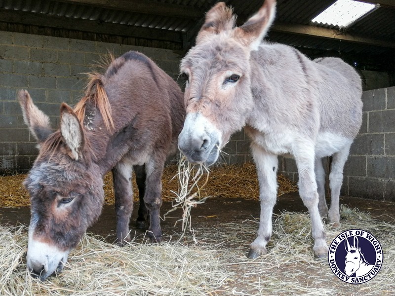 The Isle of Wight Donkey Sanctuary donkeys