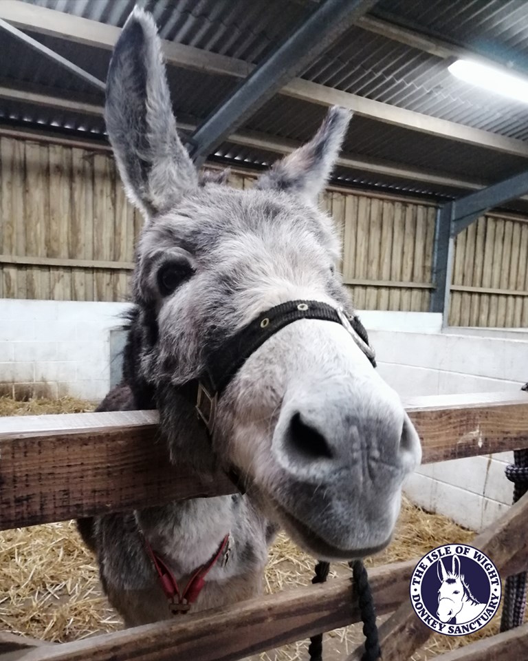 The Isle of Wight Donkey Sanctuary donkeys